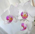 fleur orchidee